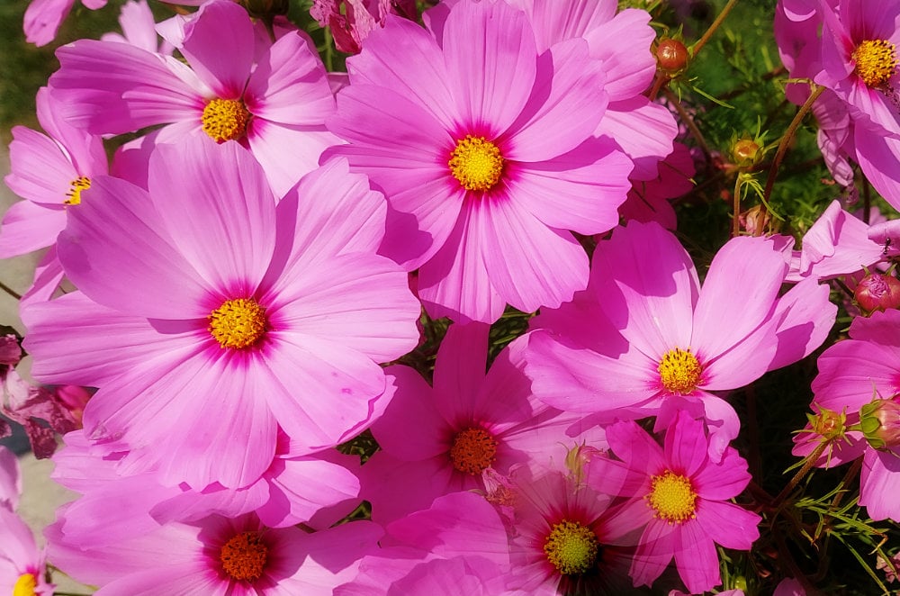 Cosmos pink flowers